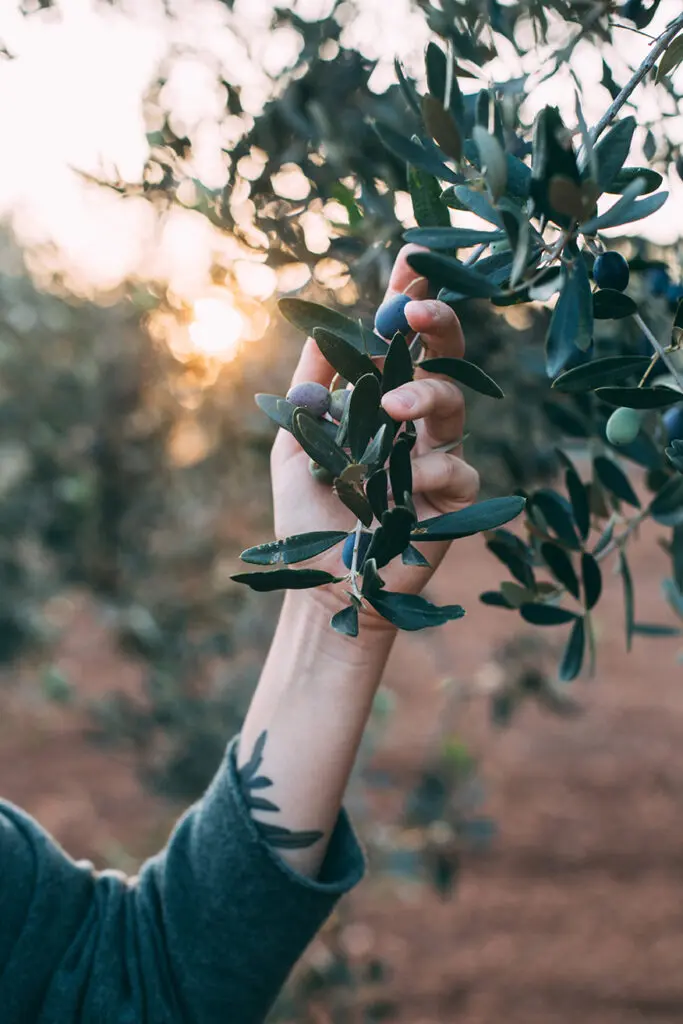 Sunlight through olive leaves in Messinia