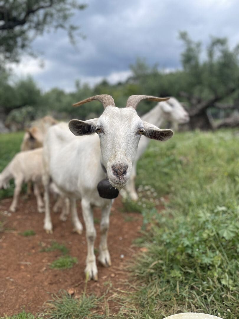 Goats grazing freely on Mama Gaia farm”